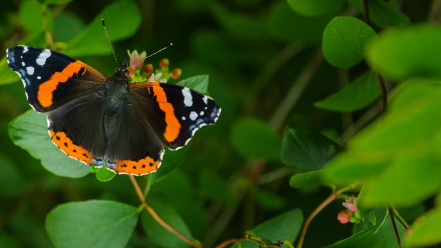 Vanessa atalanta – A Small Secret
