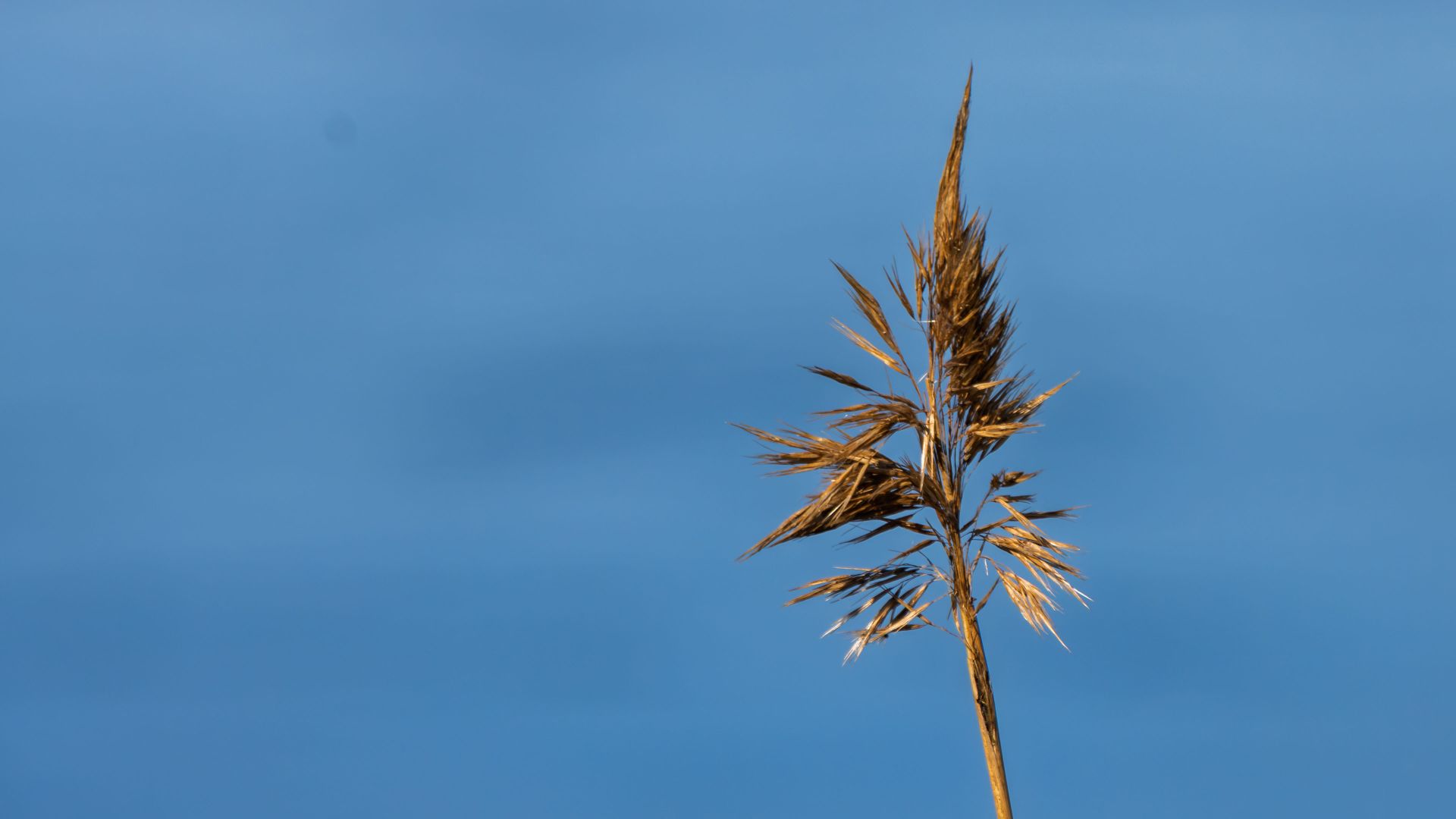 A single reed standing against a clear blue sky in bright daylight. A simple and minimal nature study, focusing on shape, texture and open space.