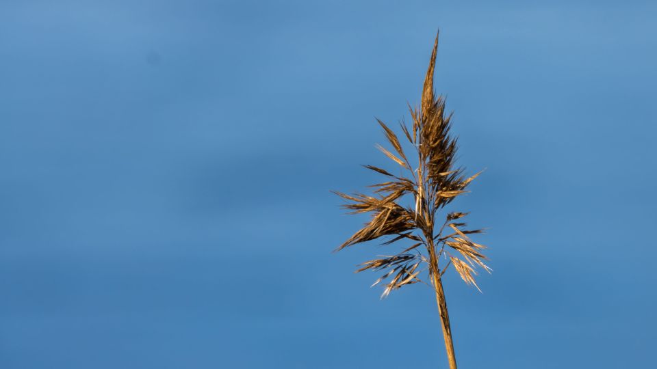 Reed Against Lake Åsunden
