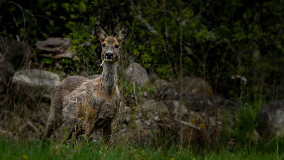 Roe Deer in Spring Woodland