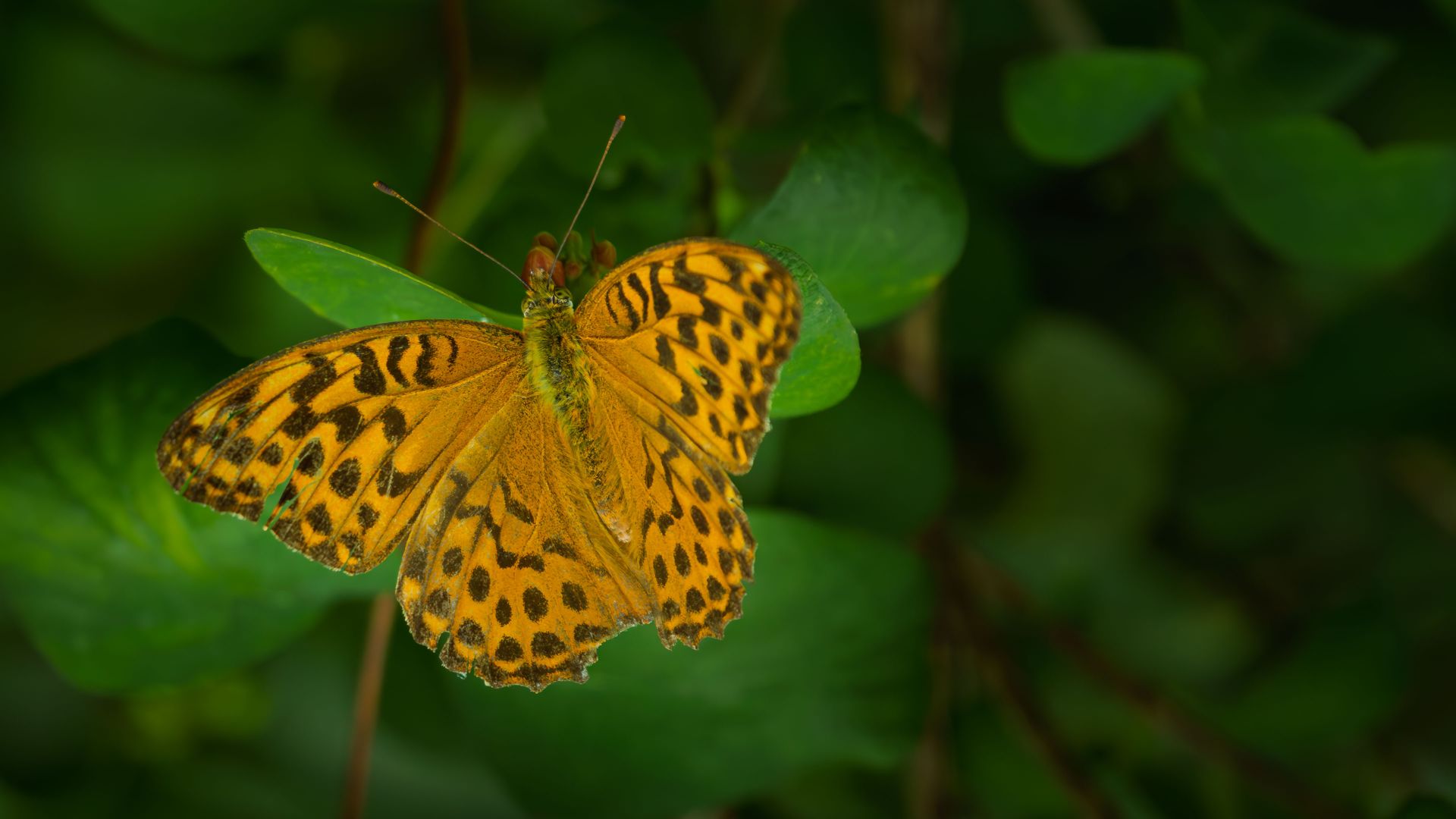 A detailed top-down view of a Silver-washed Fritillary butterfly (Argynnis paphia) resting on green leaves. The butterfly features vibrant orange wings adorned with a complex…