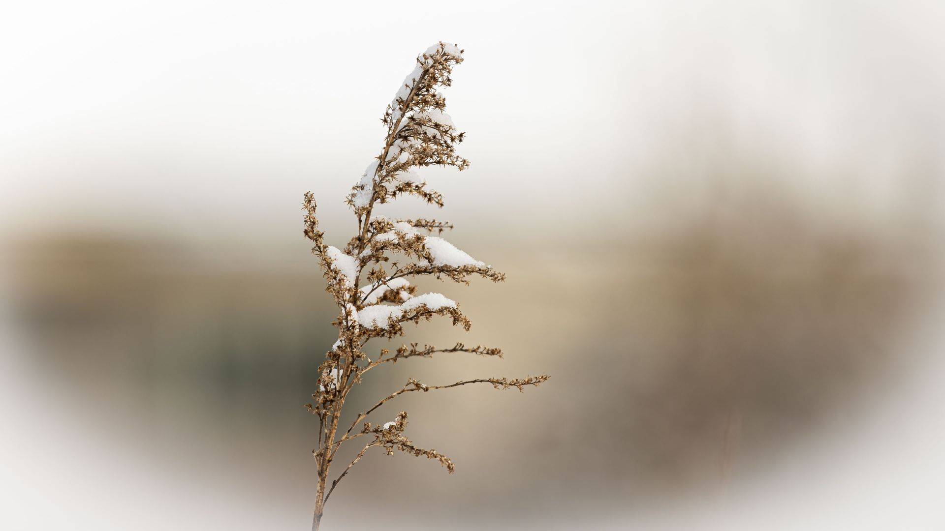 A dried wildflower covered with fresh snow stands against a softly blurred winter landscape in Sweden. Warm brown tones and a minimalist composition contrast with the pale snow…