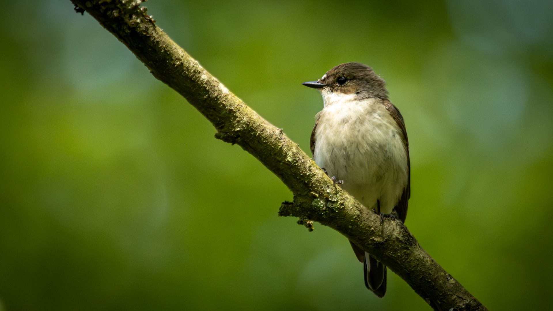 A Spotted Flycatcher (Muscicapa striata) resting on a moss-covered branch against a soft green background. The small insectivorous passerine is shown in natural woodland habitat…