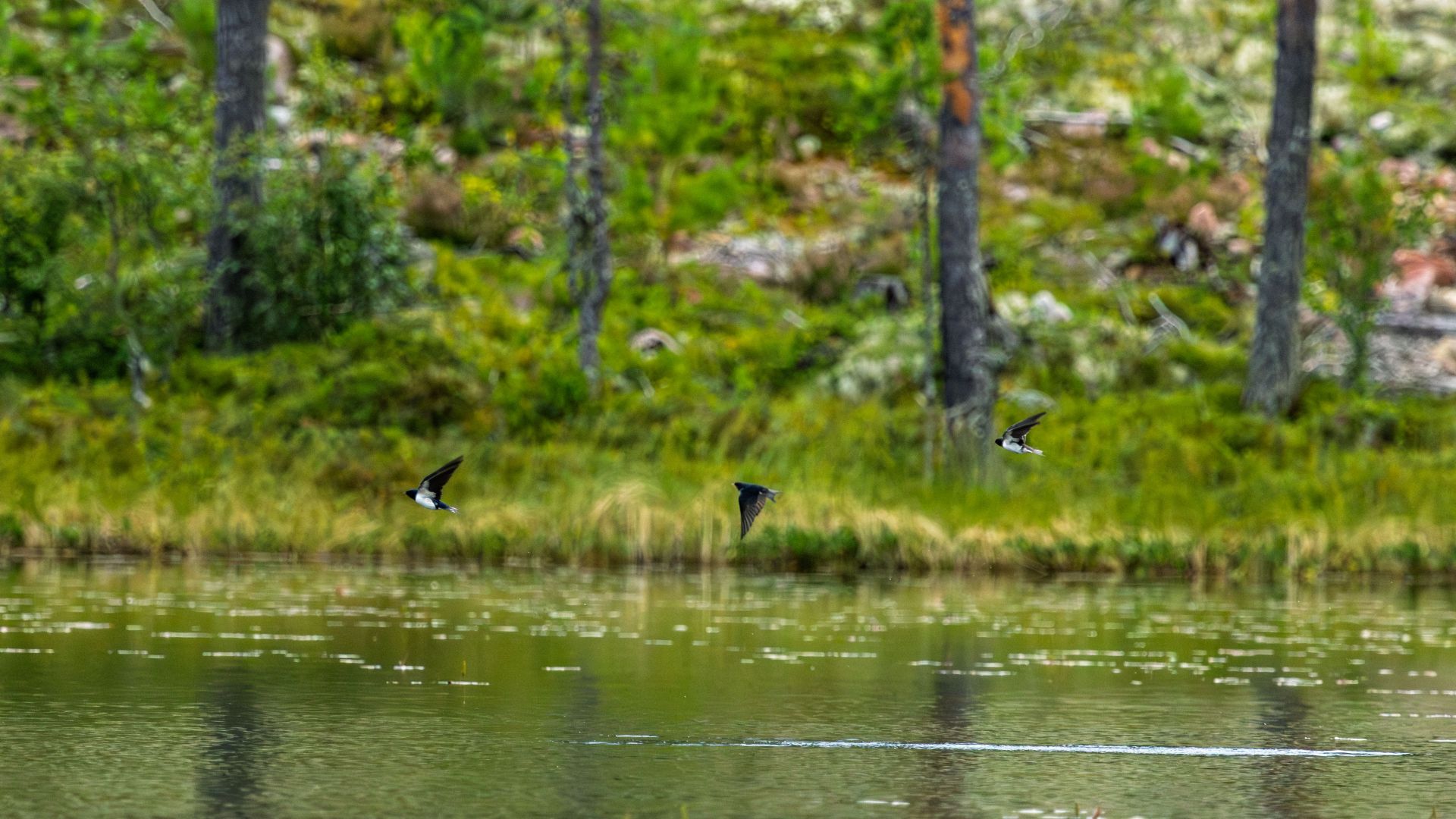 Three swallows flying low over calm water, with the green forest reflected behind them. A brief observed moment where movement, water and woodland come together in a quiet summer…