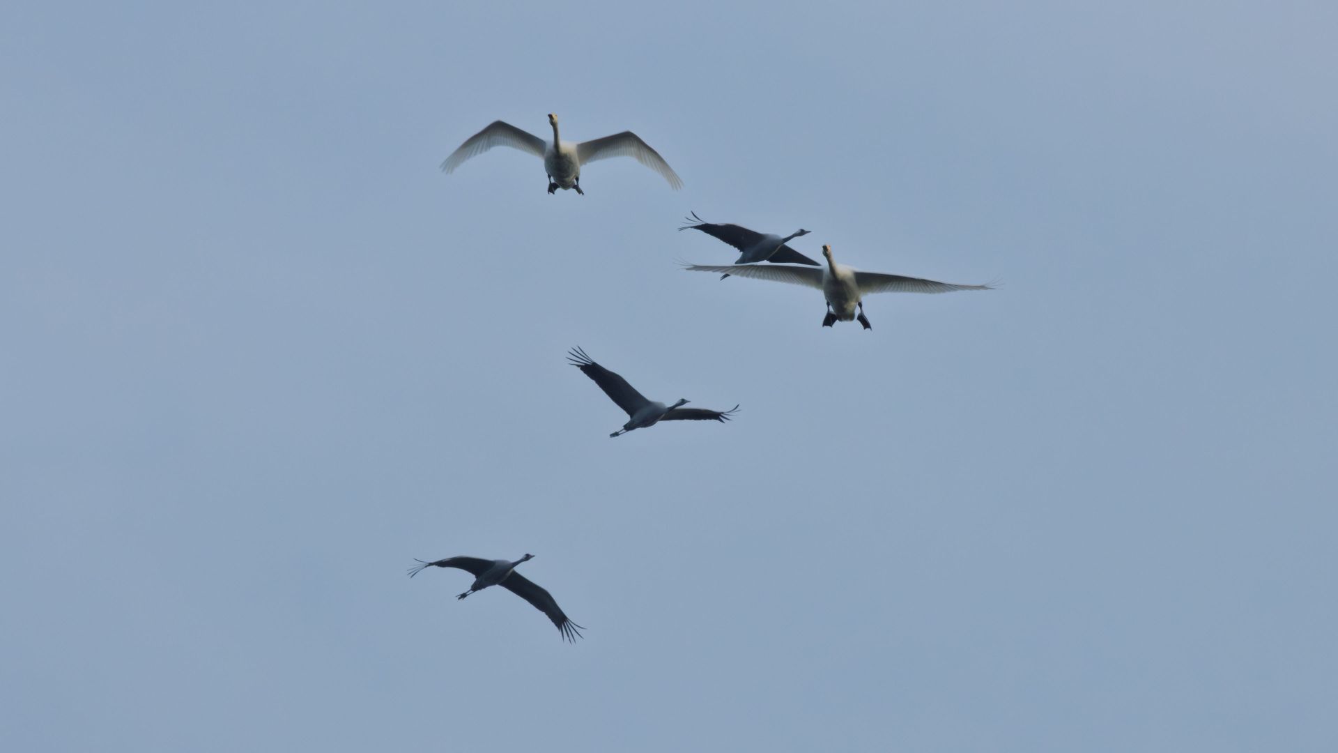 Two swans and three cranes crossing paths in flight over Komosse. A brief and unplanned moment in open sky, captured as it happened.