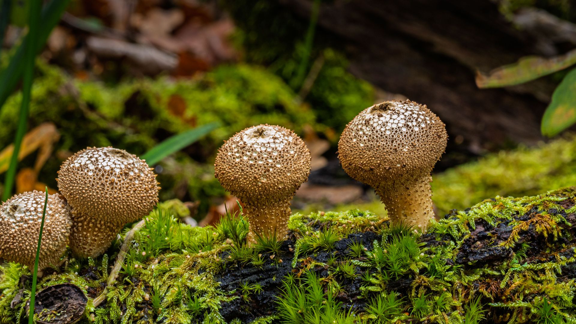A small group of puffball mushrooms grows together on a moss-covered fallen log. Their rounded, textured surfaces stand out against the rich green woodland surroundings.