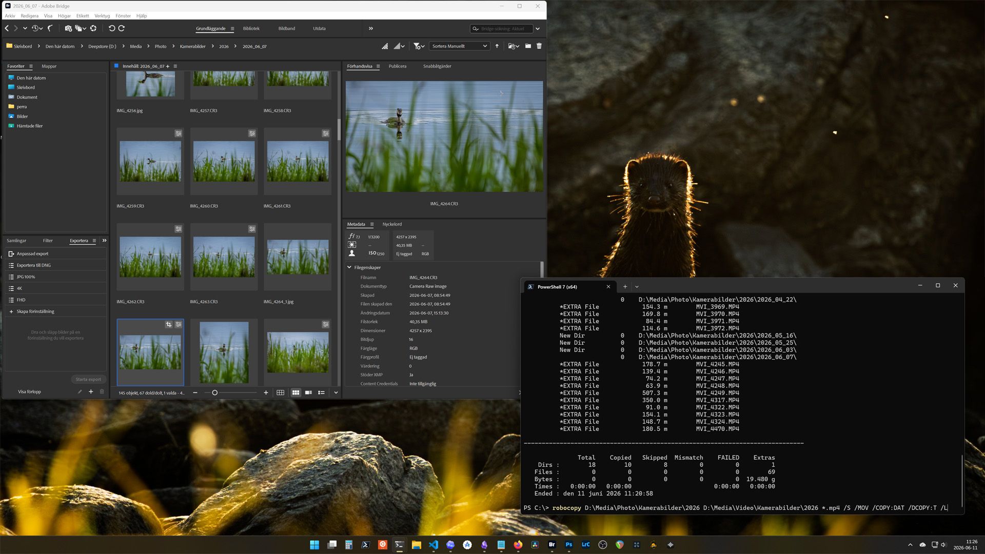 Adobe Bridge with nature photos open alongside a PowerShell window running a Robocopy command to organize photo and video files.