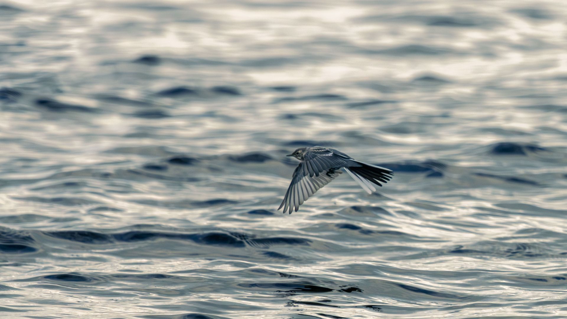 A white wagtail flying low over rippling water in soft light. The bird appears briefly against the shifting surface, creating a quiet image of motion, space and reflection.