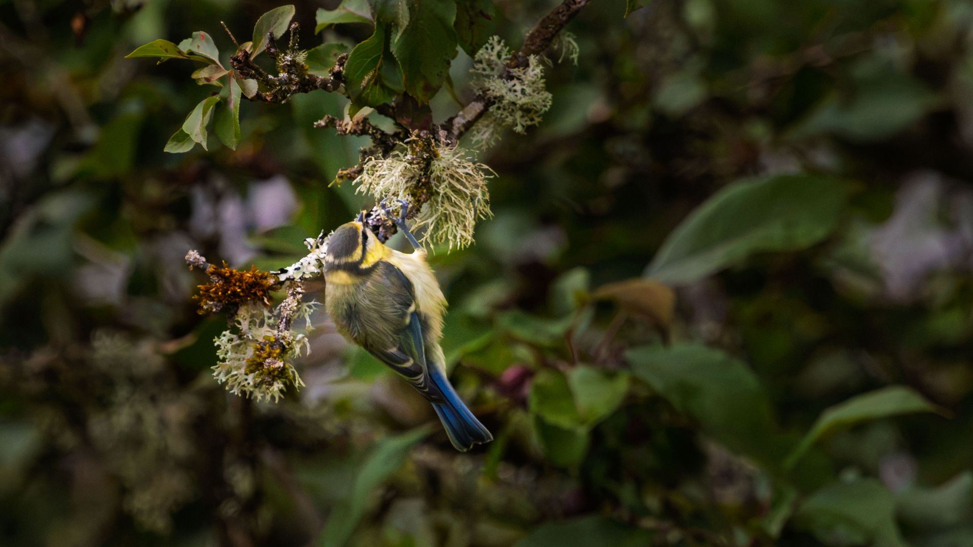 A young blue tit (Cyanistes caeruleus) perched among lichen-covered branches and dense green foliage in Sweden.
