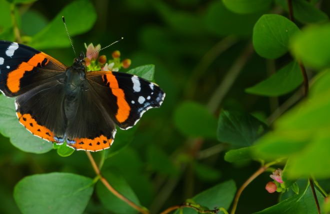 Vanessa atalanta – A Small Secret in Broad Daylight