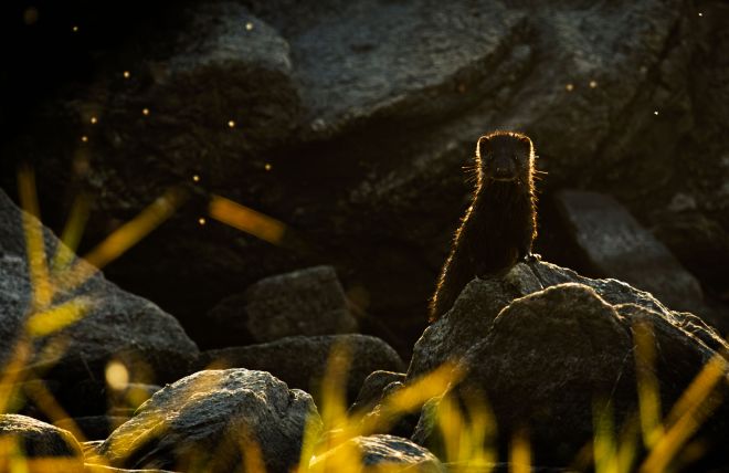 Welcome to Nordic Forest Echoes