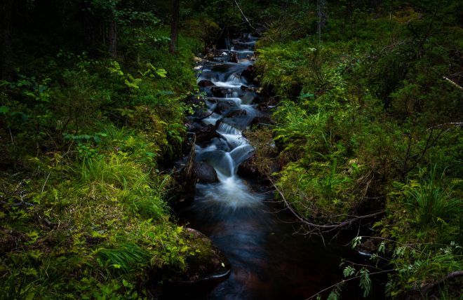 A Week Behind the Scenes at Nordic Forest Echoes