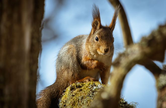 After the Long Winter, the Forest Calls Again