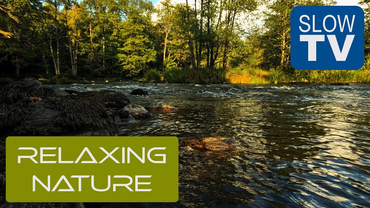 Peaceful Riverbank Ambience for Sleep, Study & Meditation | NFE Slow TV #8