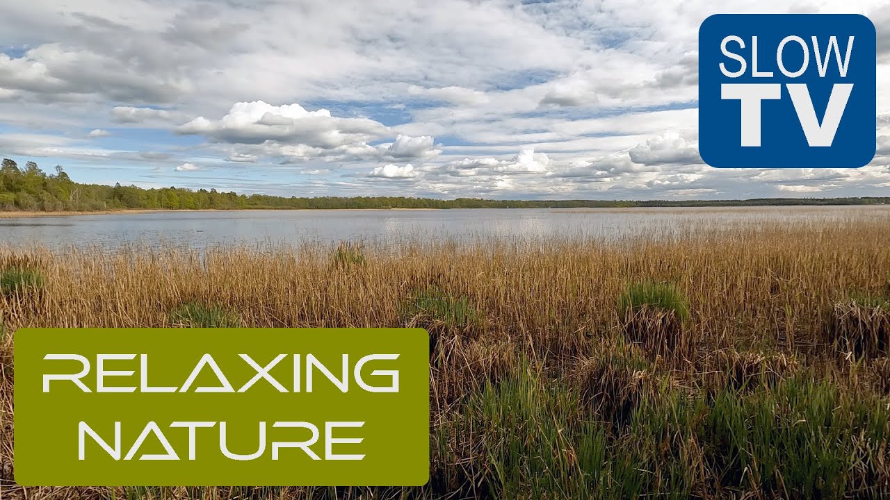 Swedish Lakeshore — Wind in Reeds & Birds | NFE Slow TV #4