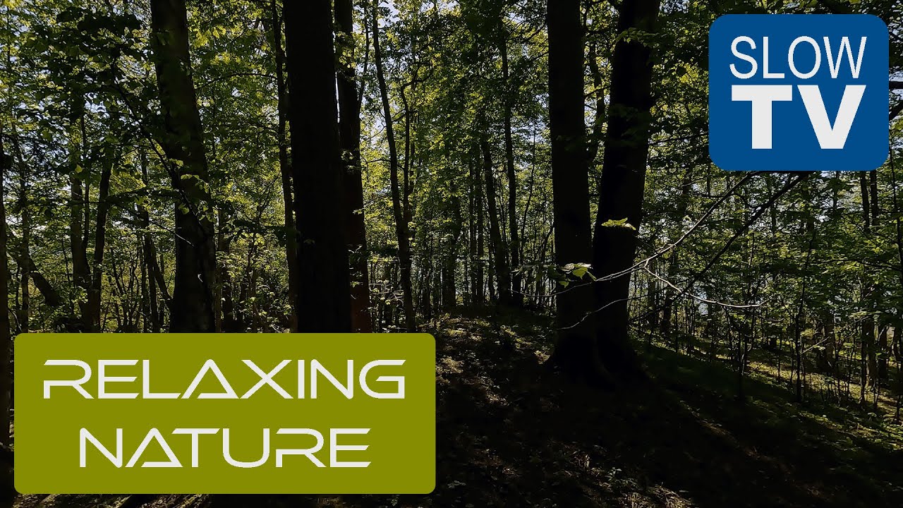 Forest and Lake in Sweden — Wind, Water & Stillness | NFE Slow TV #3