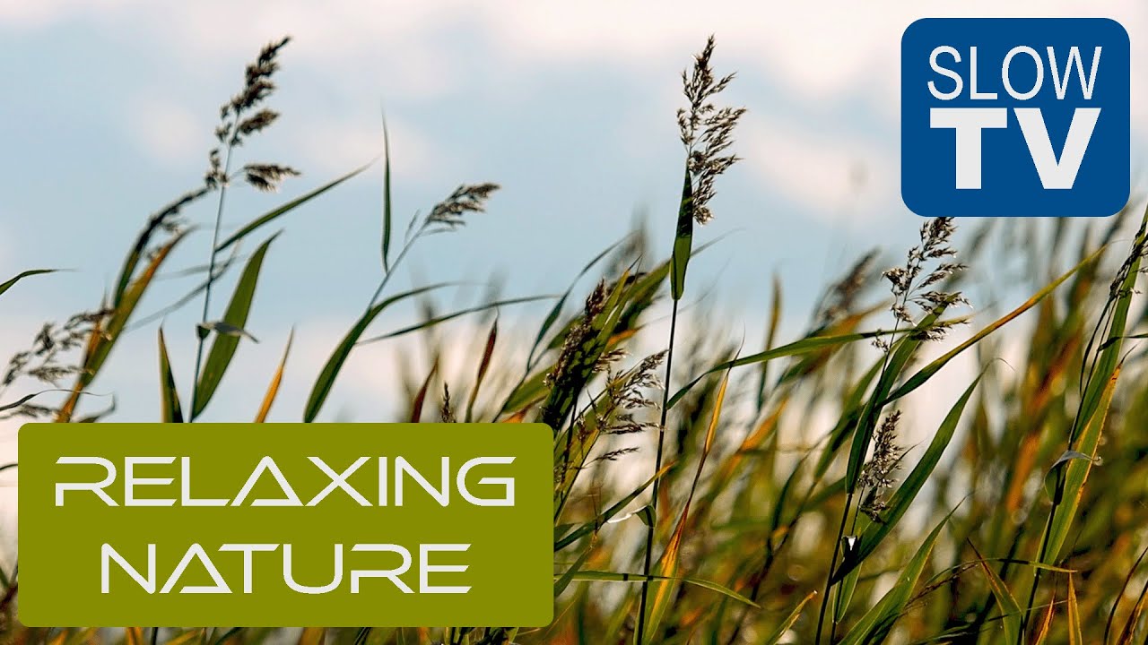 Relaxing Wind, Reeds & Water | NFE   Slow TV #11