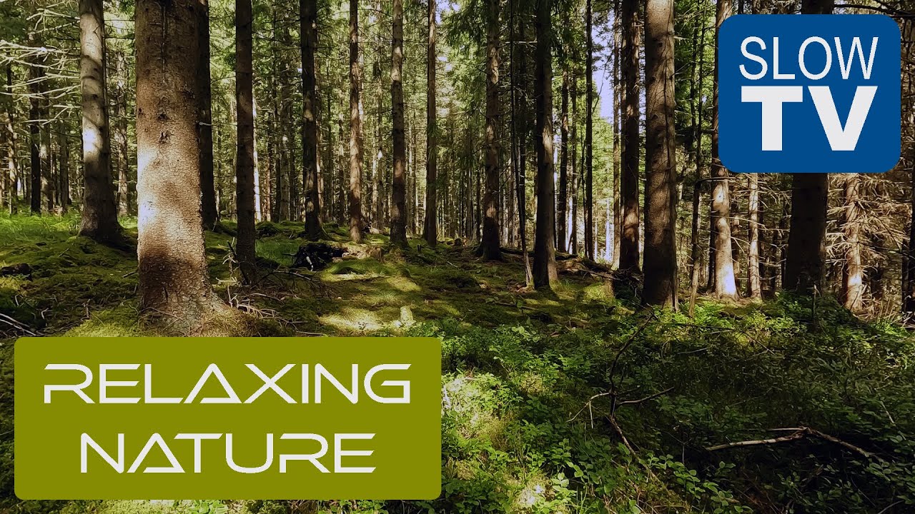 Swedish Pine Forest — Wind, Birds & Stillness | NFE Slow TV #2