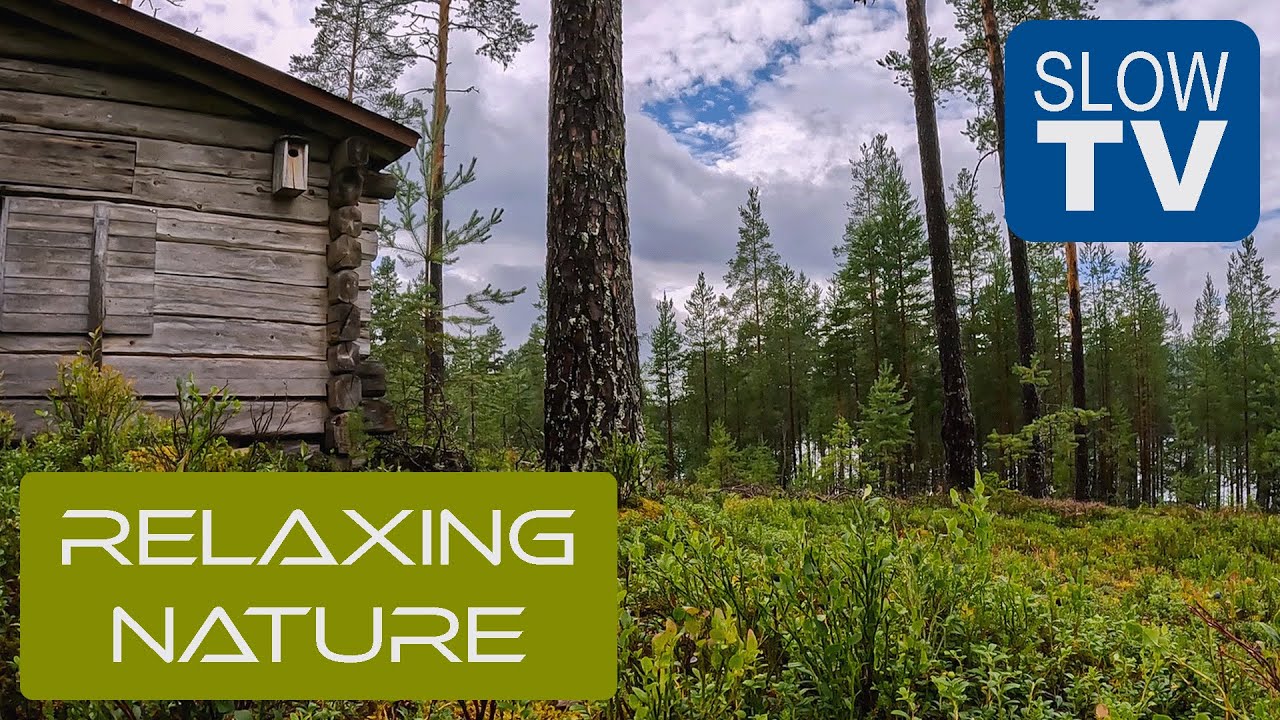 Rain on a Cabin Roof in Sweden — Real Night Ambience | NFE Slow TV #5