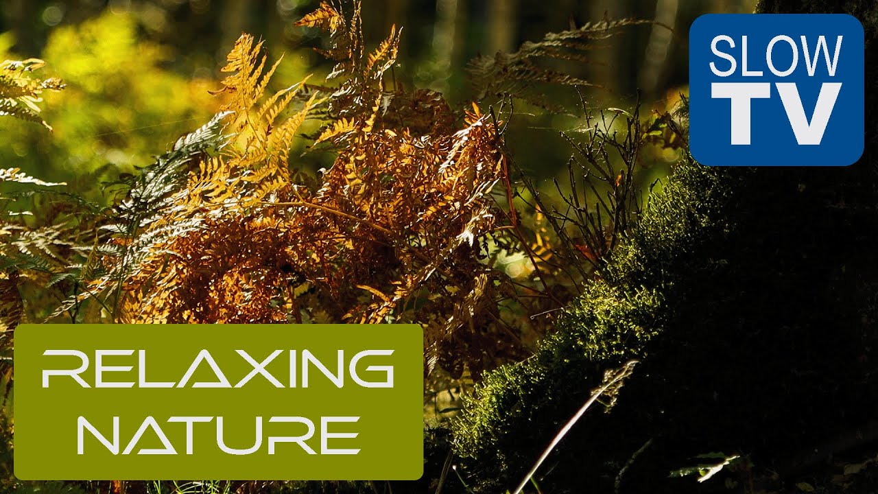 Relaxing Autumn Forest Ambience | Slow TV with sounds of Birds & Gentle Wind | NFE Slow TV #10