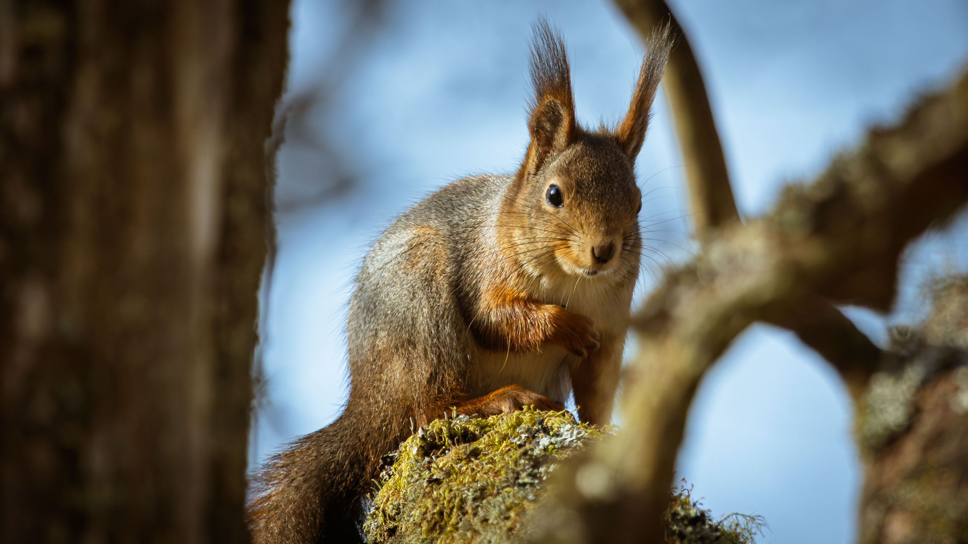 Red Squirrel In Tree Canopy