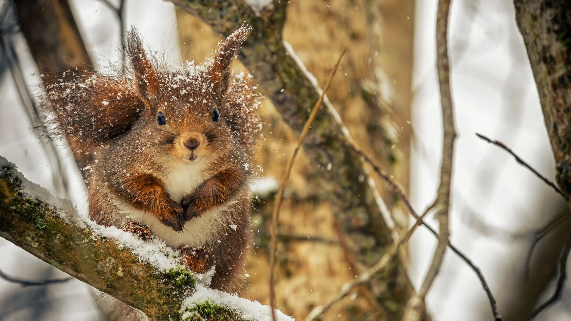Red Squirrel in Falling Snow
