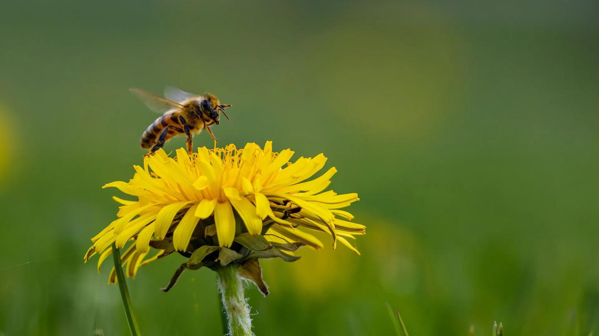 A honey bee perched on a bright yellow dandelion against a soft green background. The image captures a quiet spring or summer moment, highlighting pollinator activity and the…