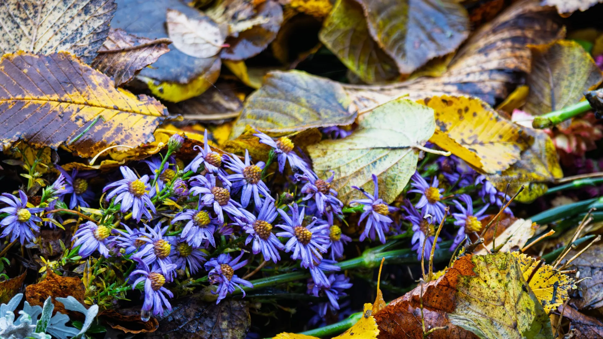 Purple Autumn Flowers Beneath Fallen Leaves