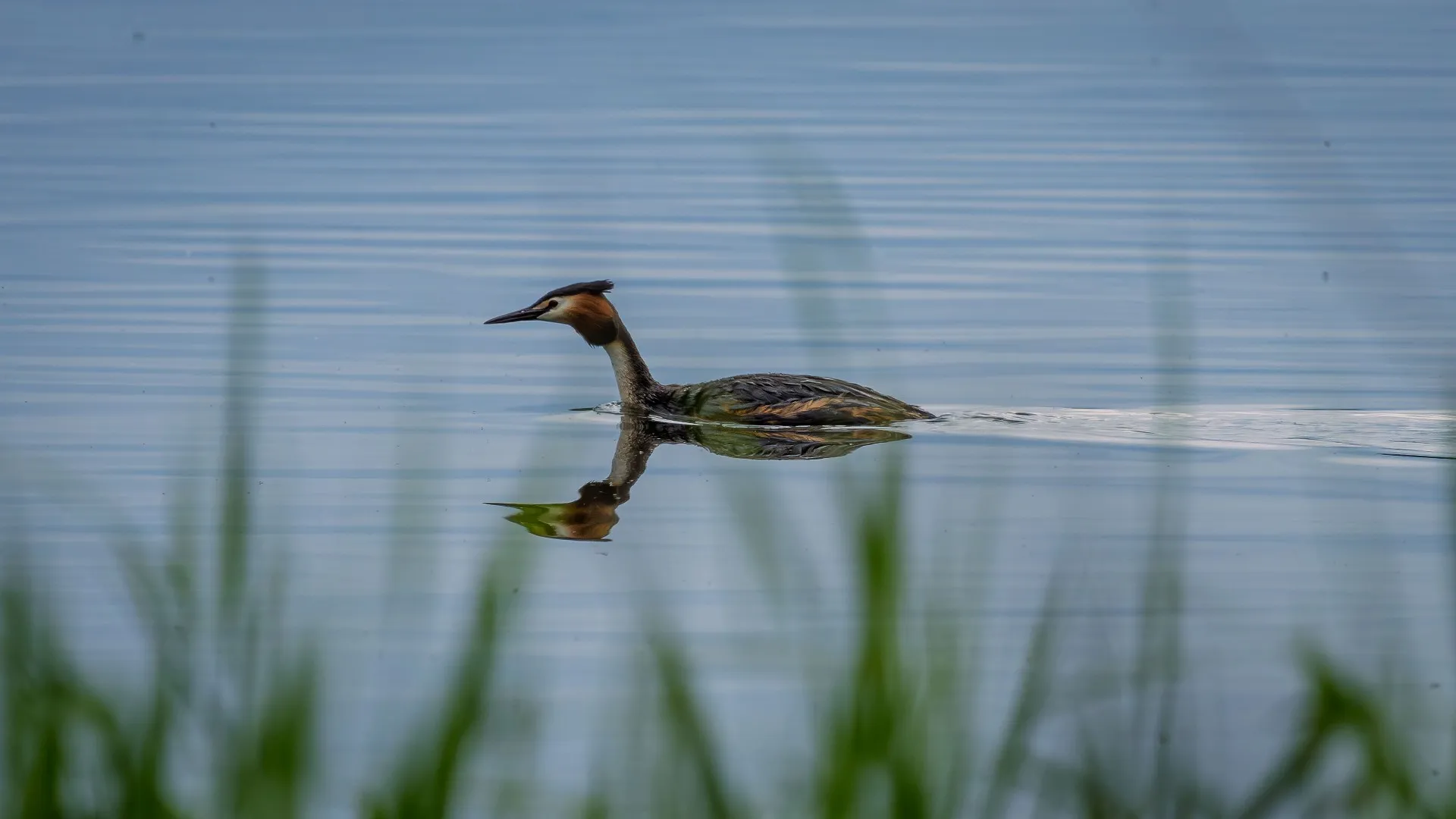 A great crested grebe glides across calm blue water, seen through soft foreground reeds. Its reflection and trailing wake add a quiet sense of movement to the peaceful lakeside…