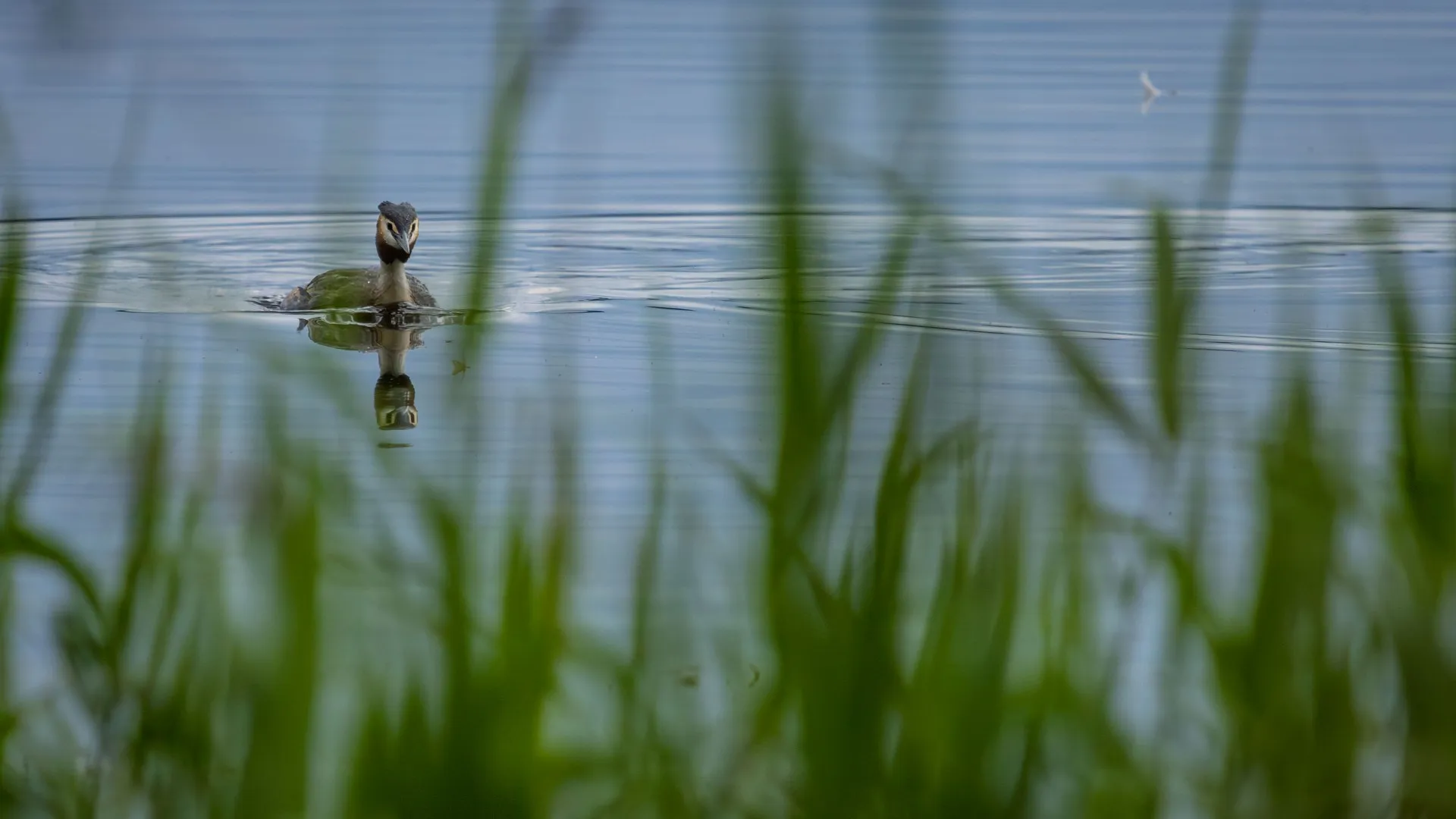 A great crested grebe swims directly toward the camera across still water, partly obscured by soft foreground reeds. The low angle and reflection create a quiet, intimate feeling…