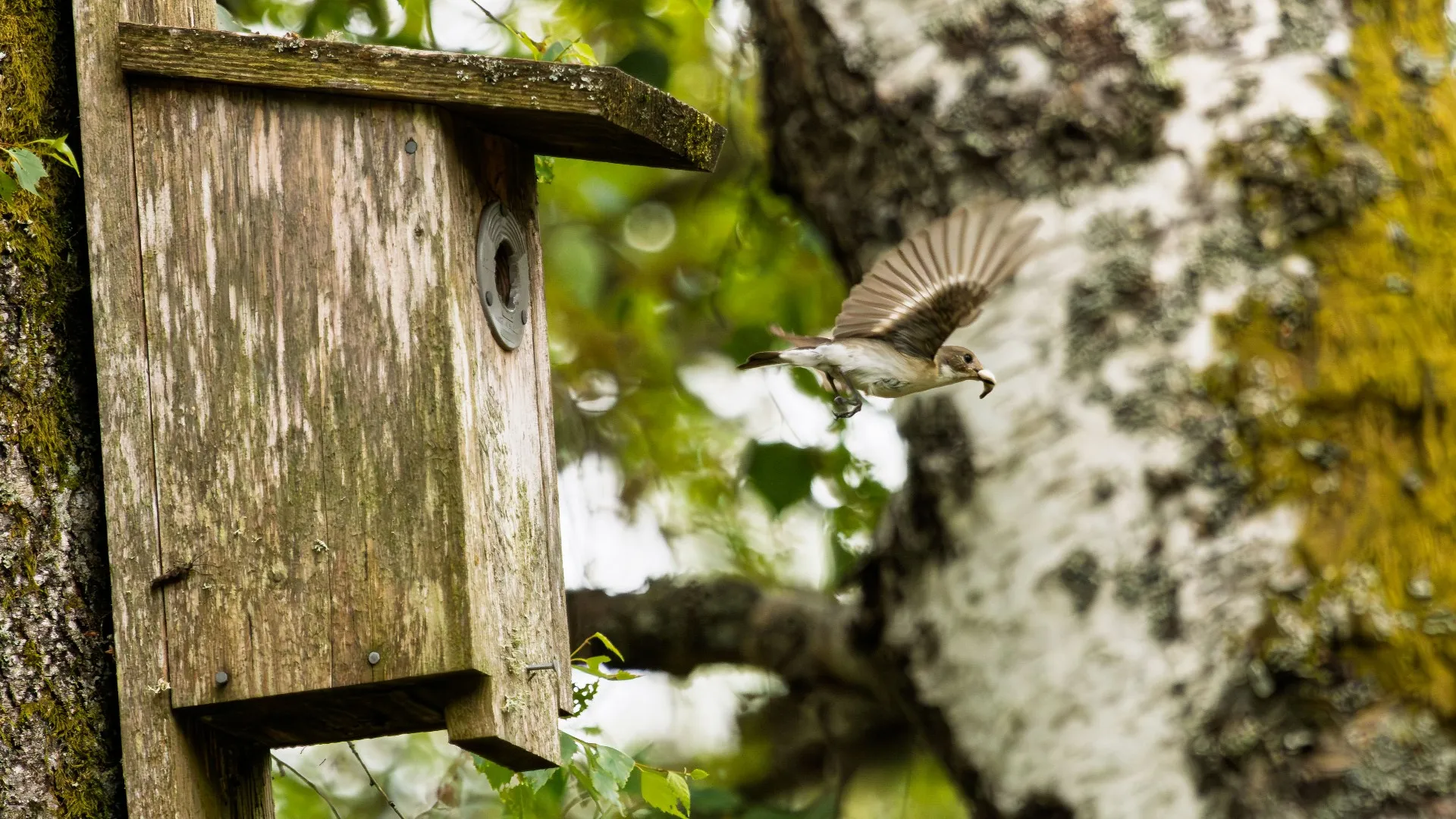 A female pied flycatcher leaves a weathered wooden nest box carrying a fecal sac from the chicks. The image captures a brief moment of nest care, with the bird in flight among…