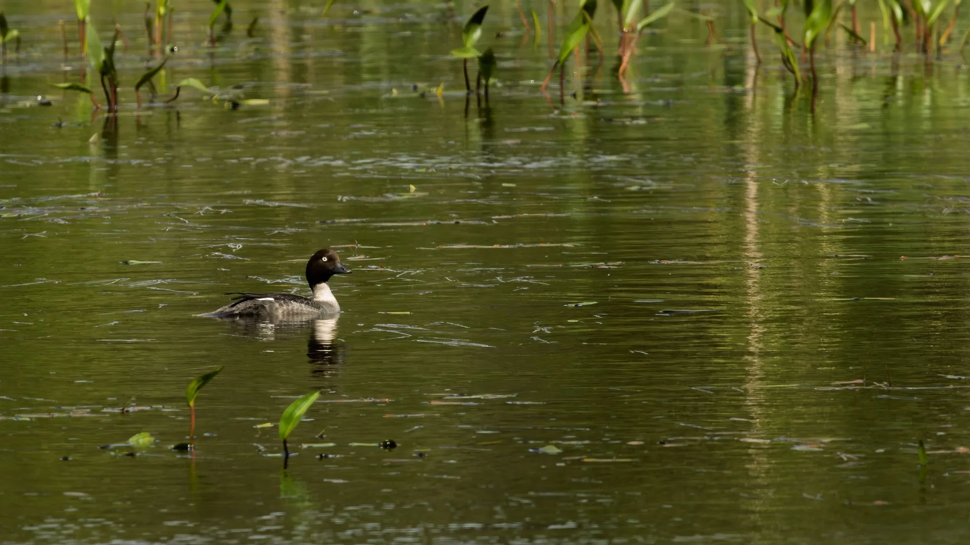 A female common goldeneye swims through calm, green-reflected wetland water among emerging aquatic plants. The quiet scene captures the bird in its natural freshwater habitat.