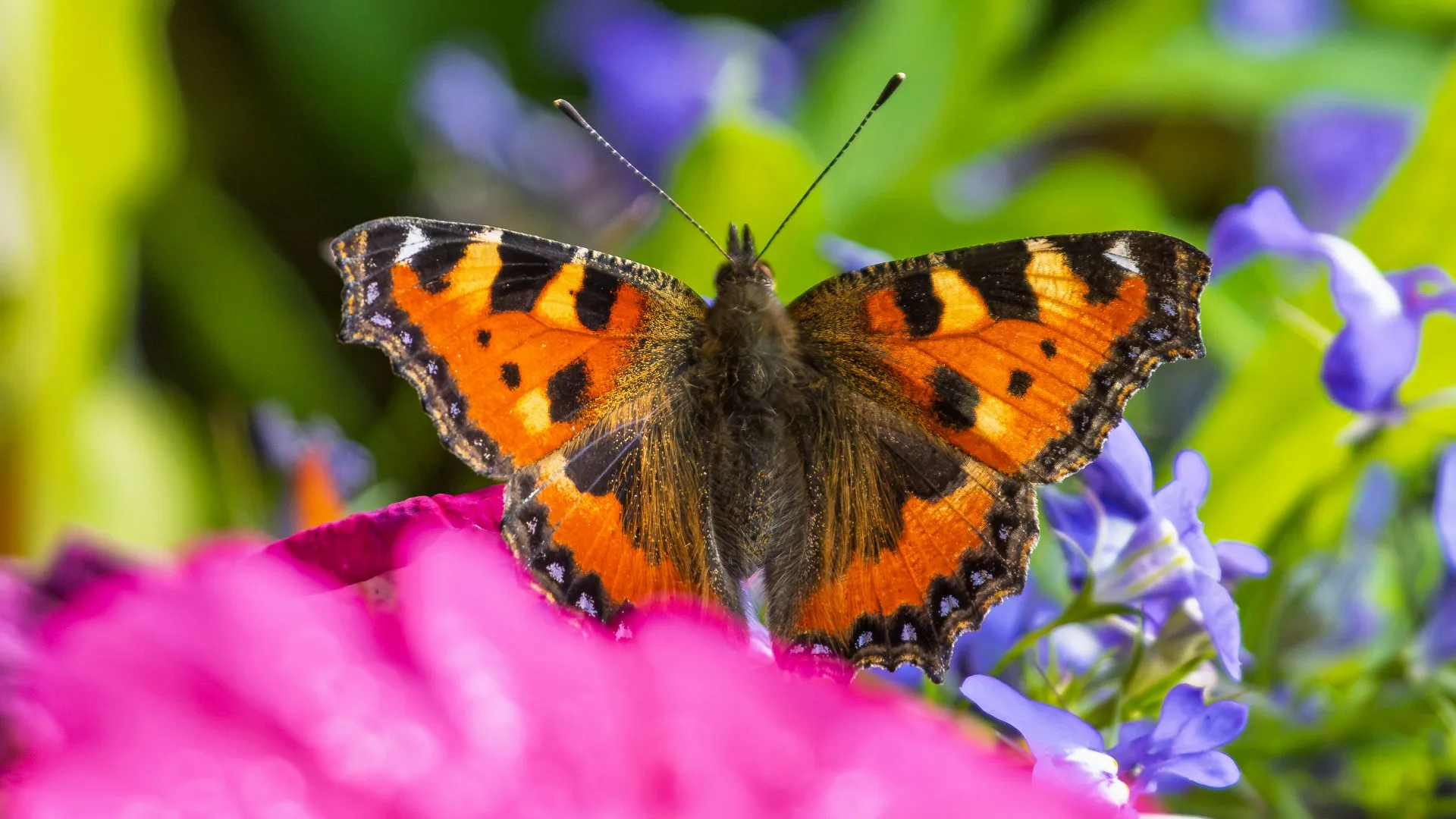 A small tortoiseshell butterfly (Aglais urticae) resting among vivid pink and blue garden flowers in summer light. Photographed in Sweden, capturing the delicate colours and…