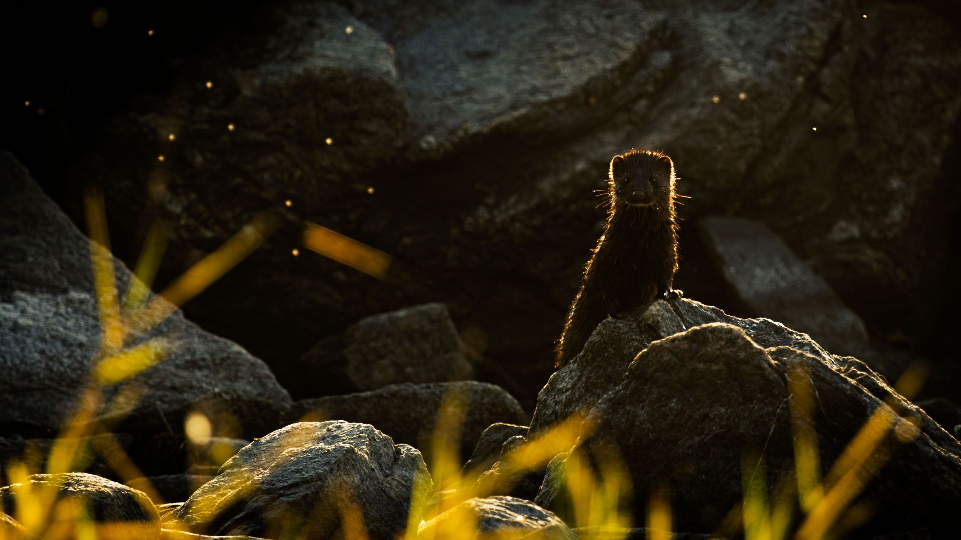 Mink in Evening Light