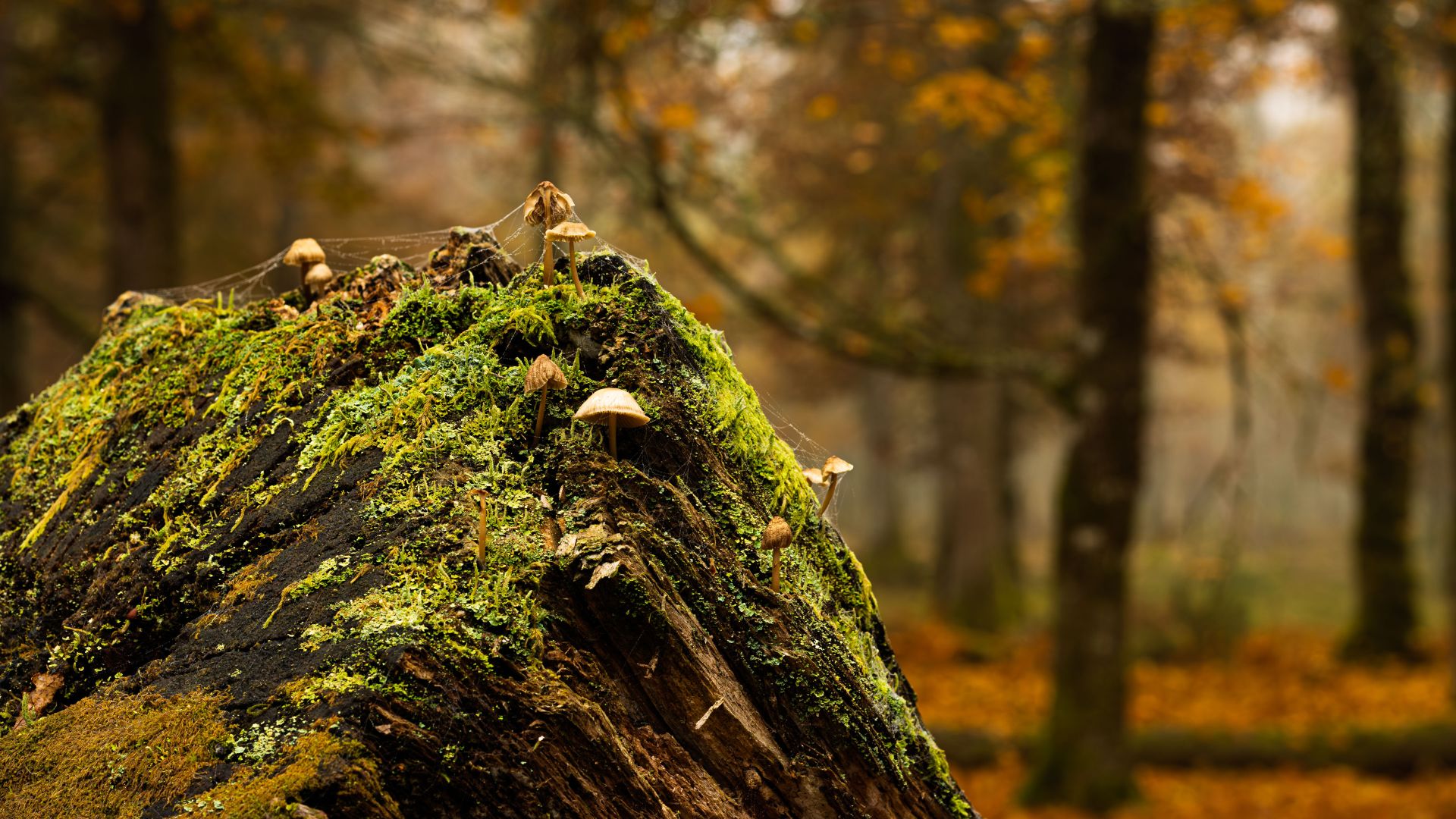Autumn Fungi on a Mossy Tree Stump